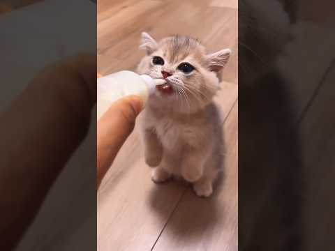 kompilasi lucu kitten ketika minum susu 😊