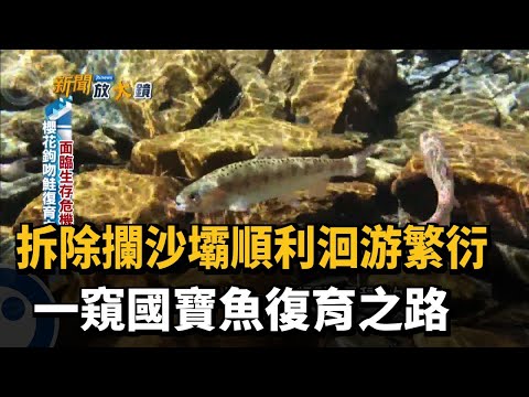 拆除攔沙壩順利洄游繁衍　一窺國寶魚復育之路－民視新聞 - YouTube