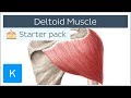 Deltoid Muscle and Axillary Nerve