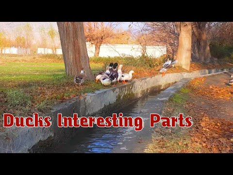 Ducks Interesting Parts | Afghanistan | 2020 | View