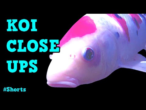 Koi Closeups [ WHOA !! ] #Shorts Koi Closeups [ WHOA !! ] #Shorts introduces a few of the beautiful koi from Pond Life YouTube channe
