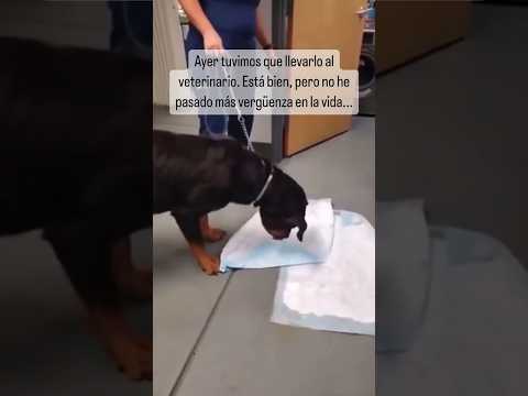 Que le pasa a tu perro? Tiene un problema, El Problema.: #comedia #humor #shorts