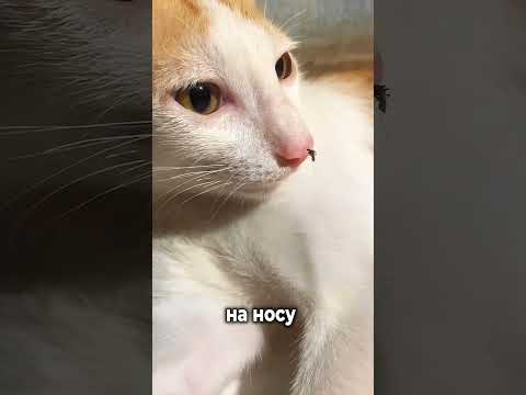 Забавные видео / иголки чешутся
