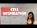 Cellular Respiration Concepts and Processes