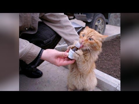 This is TOO FUNNY! Crazy ORANGE & HAIRLESS CATS! - Get ready for ULTRA LAUGHING