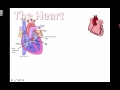 Understanding the Circulatory System