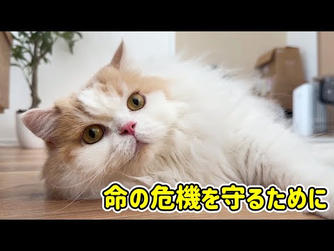 猫と犬に怖いことが立て続けに続いたので対策をしました！