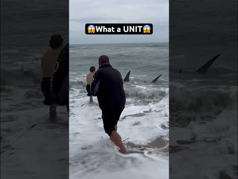 😱What a UNIT😱 #shorts #fish #fishing #florida #longisland #shark #ny #beach #sharkfishing