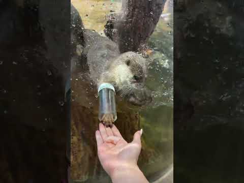 The little otter understands fish as soon as he sees it. Otter, baby otter, Changsha zoolung lar