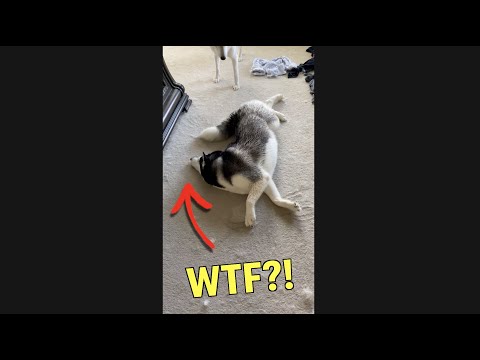 3 STRANGE Things That ONLY Huskies Do! #shorts