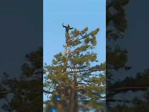 Tinggal Di Atas Pohon Demi Menyelamatkan Pohon Itu