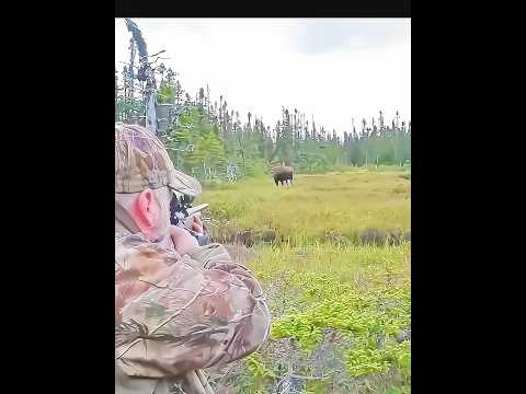 «Огромный лось на расстоянии 😱🫎 – Идеальный выстрел на дальнюю дистанцию!» #moosehunt #wildhunting