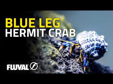 SPECIES SPOTLIGHT | Blue leg hermit crab