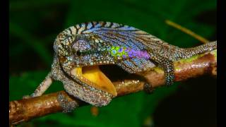 The Small Knights of the Madagascar Rainforest