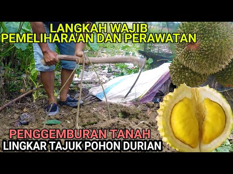 Wajib ❗Penggemburan Tanah Pada Durian Agar Tanaman Subur