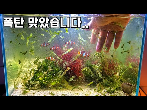 7만원 니모어항 큰일났습니다…6개월 뒤 근황 공개합니다!