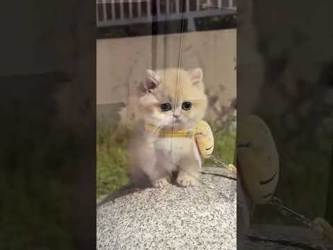 Kittens are the best 😍❤️#cat#funny #cute#pawsn #cuteanimal #shorts