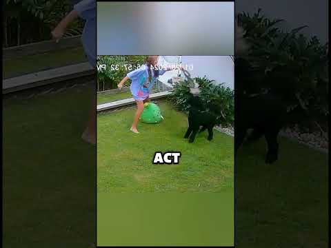 Watch This 12-Year-Old Swing a Snake Like a Pro to Save Her Pet #shorts