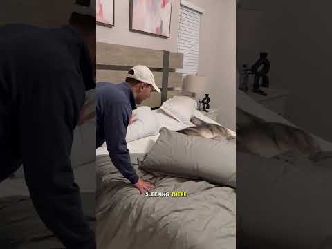My dog demands his bunk bed #dogsofyoutube #dog #dogs #husky #huskies