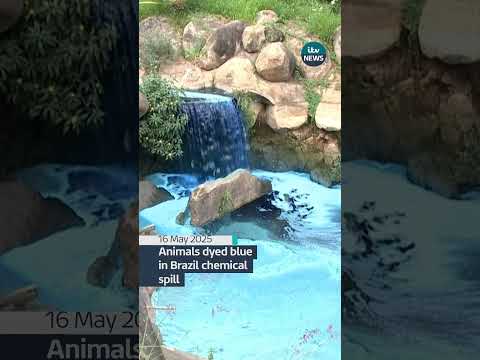 Animals dyed blue in chemical spill in Brazil | ITV News  #brazil #chemicalspill #saopaulo