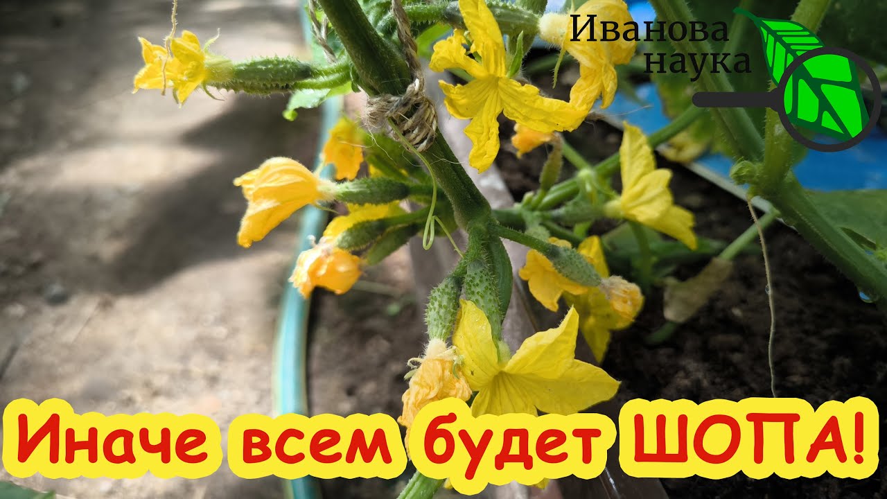 Чудо-огурцы своими руками! Откуда берутся партенокарпические огурцы f1, гмо и партенокарпики.