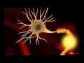Understanding Neurons and Nerve Impulses