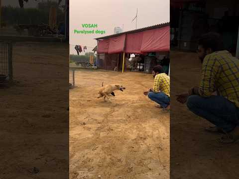 दूसरो की मदद करते हुए यदि दिल में ख़ुशी हों तो वही सच्ची सेवा है #paralyseddog #vosah