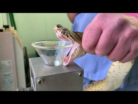 The Famous Russell's Viper Raw Extraction Footage!