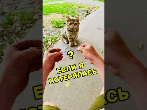 ЕСЛИ Я ПОТЕРЯЛАСЬ | #shorts #котики #печорин