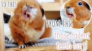 Vicious Guinea Pig Attack | & Lots of Wheeking
