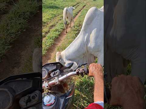 Surpresa com essa reação do Berrante! ❤️❤️#boi #berrante #pecuaria #nelore #roça #animais #fazenda