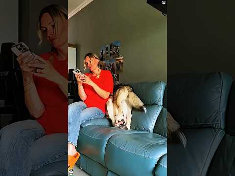 When you have a husky at home #youtube #funny #animals #pets #husky #dog
