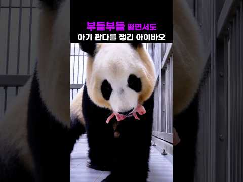 부들부들 떨면서도 아기를 챙긴 아이바오#아이바오출산