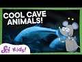 Exploring Caves and Their Inhabitants