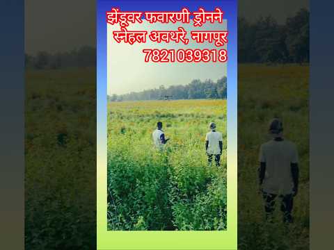 ड्रोनने झेंडूच्या शेतीवर फवारणी🌼🏵️#shorts #ytshorts #trending #short #youtubeshorts #youtube.