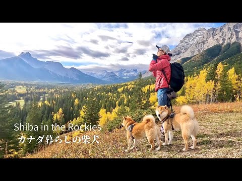 秋色に染まる景色に完璧に同化する山好きの柴犬たち【4K】