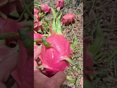 2k một kg thấy mà nản lòng quá bà con ơi #thanh vlog2271