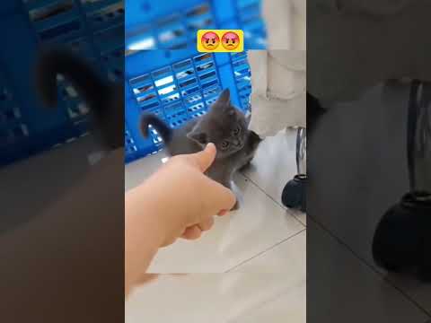 capek aku😺 #cat #funnycats #kucinglucu #shots