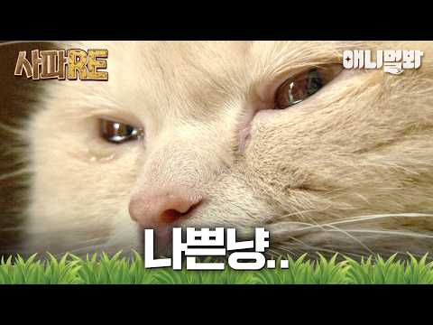 [사파RE] 넌 아주 구냥 냐쁜냥..! 💘 냥생 최대의 난제, 사랑?!  #동물농장 #animalfarm