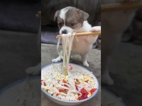 Dog eating tomato and egg noodles #cutepets #dog