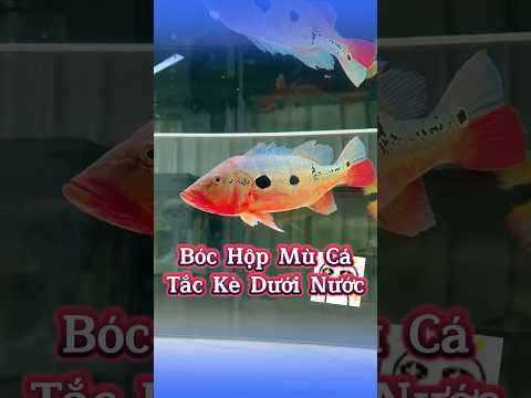 Bóc Hộp Mù Cá Tắc Kè Dưới Nước 🐟🐠 #MèoÚỚ #ChóMèo #ThúCưngLầyLội #ChóMèoDrama