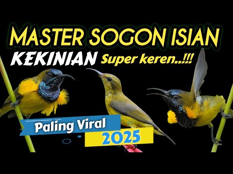 Isian kekinian‼️MASTERAN SOGON ISIAN KENARI SAMBUNG BELALANG RAJA