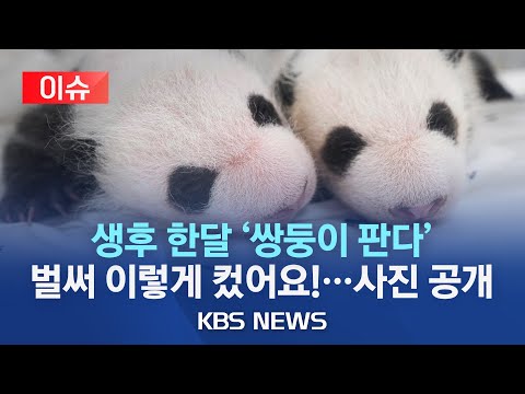 [🔴이슈] 에버랜드, 생후 한 달 '쌍둥이 판다' 사진 공개/몸무게 1.1kg, 1.2kg으로 6배, 8배 이상 '폭풍 성장'...첫 뒤집기도/2023년 8월 7일(월)/KBS