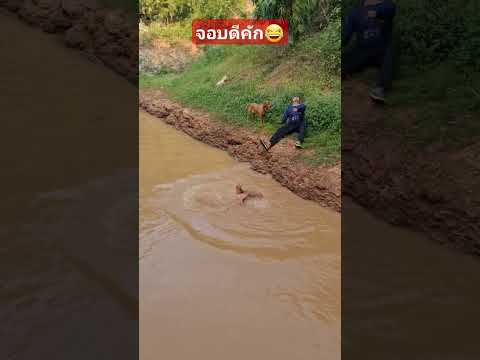 #funny #allahﷻallahﷻ #happy #comedy #colonelkkjϟ #ขำขัน #fishing #funnyclips  #humor #shortvideo​
