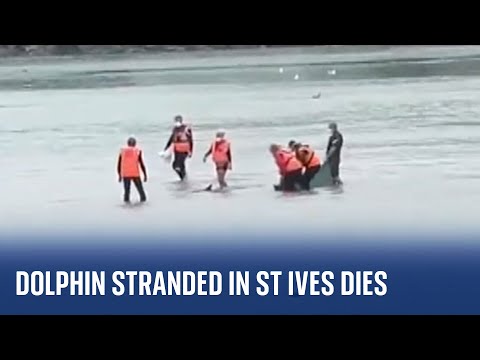 Cornwall: Stranded dolphin calf dies despite rescue efforts in St Ives