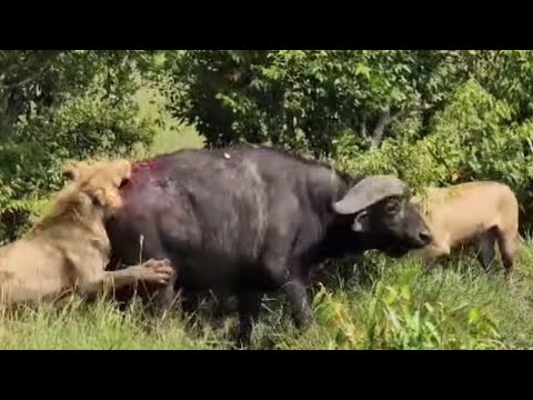 wounded buffalo attacking by lion pride escape away video