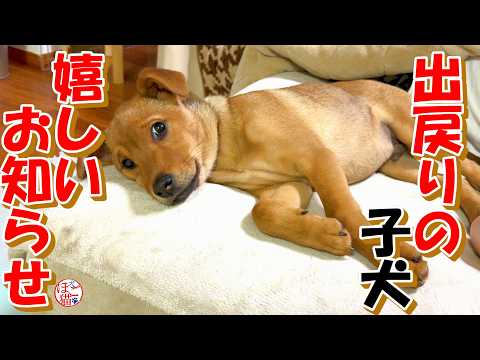 【保護犬　子犬　乳飲み子猫】出戻り子犬の嬉しいお知らせ＋おまけコーナー