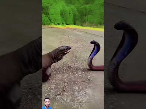 الافعى تحاول نقوره صلعه السحليه#shorts