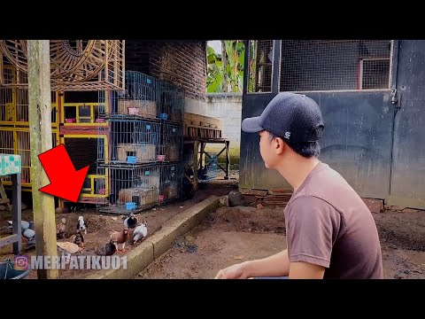 EMOS!! DI PRANK MERPATI BANDANGAN ADA RINGNYA