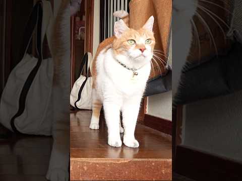 大好きなおっちゃんを待ち続ける猫 #元野良猫チャチャ #猫武将 #cat #ねこ #ゆるめにたのむ